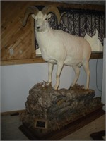 Dall Sheep, Taxidermist Robert Wise, 23in. Rack