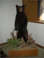 Standing Black Bear Cub Taxidermy