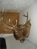 Elk Taxidermy Mount, 39 inch Spread