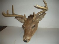 White Tail Deer Head Mount, 18 inch Spread