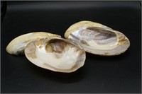 Giant Clam Cooking Shells 4PC
