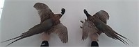 Pair of pheasant mounts 1 is 32 in tall 28 inches