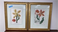 2 EARLY FLOWER/BOTANICAL PRINTS & WATER COLOR OF