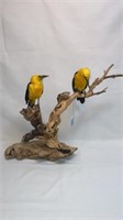 ANTIQUE TAXIDERMY OF 2 YELLOW AND BLACK BIRDS
