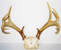 8-Point Antler Rack - New York