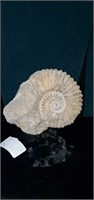 Ammonite 5 1/2" Across