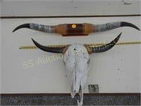 Longhorns and steer skull