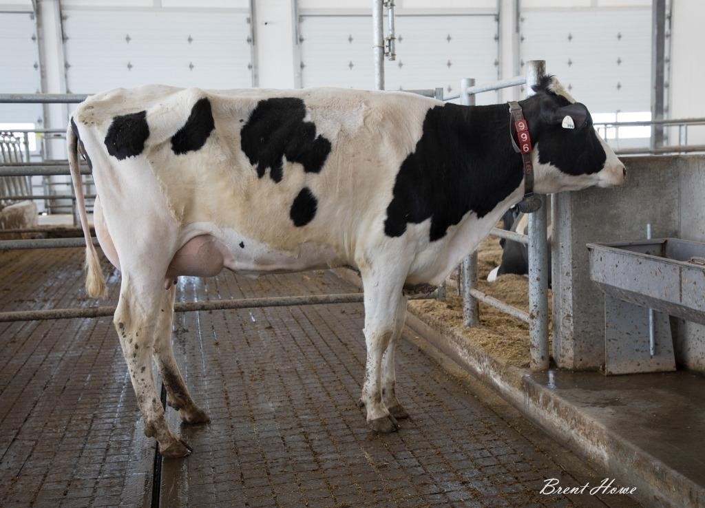 Walker Dairy Inc. - Monthly Auction - February 26, 2021