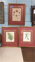 3 ANTIQUE BOTANICAL PRINTS ~ SEE PHOTO FOR PAPERWO