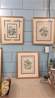 3 ANTIQUE BUTTERFLY / MOTH PRINTS