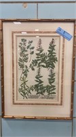 4 EARLY BOTANICAL PRINTS IN BAMBOO STYLE FRAMES