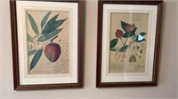 Pair of Ethan Allen Botanical Prints