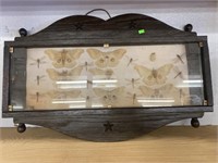 Butterfly Collection 27x18 Plastic Case