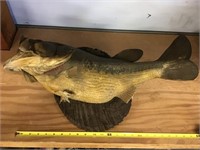 Fish Mount Damaged
