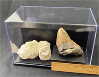 Huge Megalodon Tooth Fossil w/ Coral