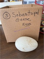 3 Fertile Sebastopol Geese Eggs