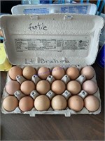 18 Fertile Light Brahma Eggs
