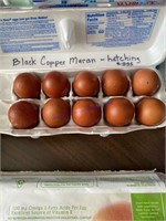 10 Fertile Black Copper Maran Eggs