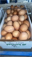 8 Doz Basket Lg Brown Eating Eggs