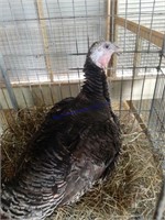 Bronze Hen Turkey * Laying