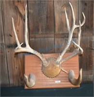 Non typical white tail deer mount
