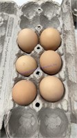 6 Fertile Lavender Orpington Eggs