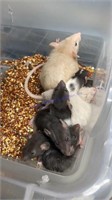 Mom & 8 Young Dumbo Rats