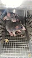 3 Pack Rats - No Container Included
