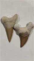 2 Fossil Sharks Teeth