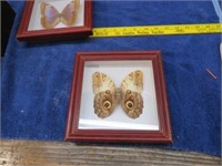 Framed Pinned Butterfly Owl