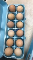 12 Fertile Ayam Cemani Eggs
