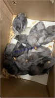 10 Sapphire Gem Pullet Chicks * 2 Wks Old