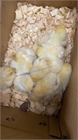 12 Amberlink Pullet Chicks * 1 Wk Old