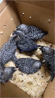 7 Barred Rock Pullet Chicks * 1.5 Mos Old