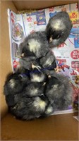 10 Barred Rock Pullet Chicks * 1 Wk Old