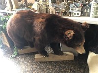 Lg Black Bear Taxidermy, Note; Ear Chewed On