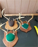 3 sets deer antlers