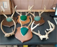 6 sets of antlers