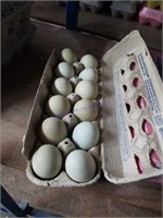 1 Doz Green Eating Eggs