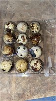 12 Fertile Texas A&m Quail Eggs