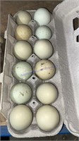 12 Fertile Mixed Easter Egger Eggs