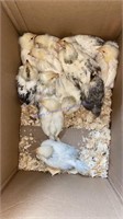 12 Mixed Brown Egg Layer Chicks