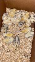 18 Mixed Brown Egg Layer Chicks