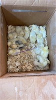 15 Mixed Brown Egg Layer Chicks