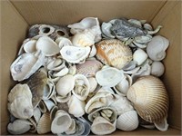 Box full of Seashells