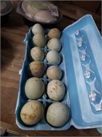 1 Doz Fertile Ameraucana Eggs