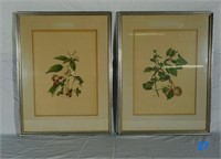 Antique Botanical Prints