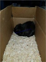 Abyssinian Female Guinea Pig * Proven * 1 Yr Old