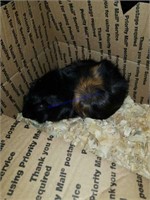 Abyssinian Male Guinea Pig * Proven * 8 Mos Old