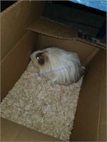 Silkie Male Guinea Pig * 8 Mos Old